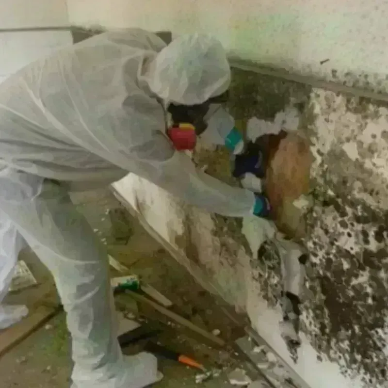 Mold Remediation and Removal in Ingleside, TX